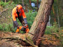 Best Lawn Maintenance Plans  in Wilmerding, PA