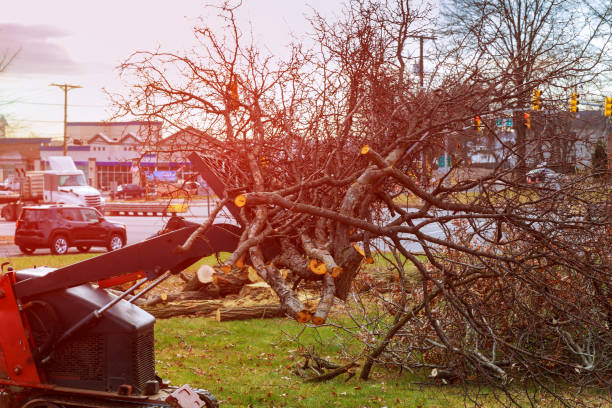 Best Storm Damage Tree Cleanup  in Wilmerding, PA