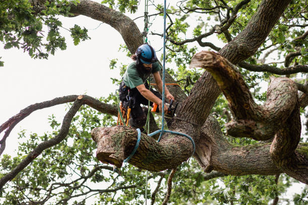 Professional Tree Care in Wilmerding, PA