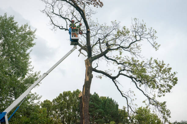 Best Tree and Shrub Care  in Wilmerding, PA
