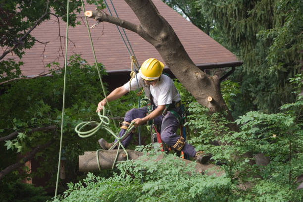 How Our Tree Care Process Works  in  Wilmerding, PA