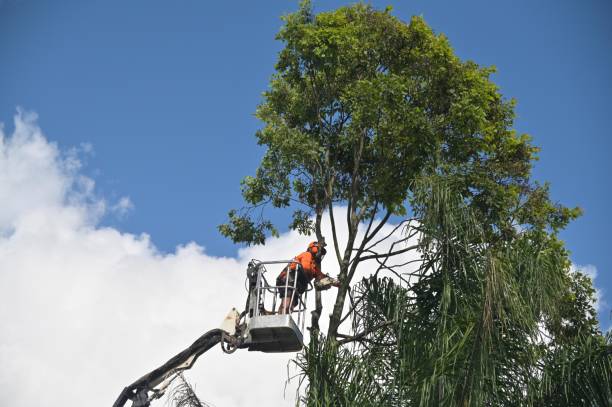 Tree and Shrub Care in Wilmerding, PA