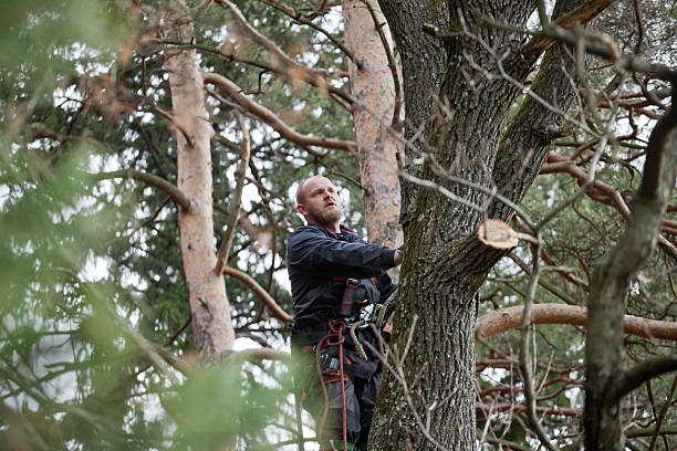 Best Commercial Tree Services  in Wilmerding, PA