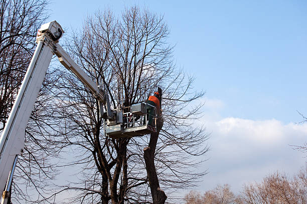 Wilmerding, PA Tree Care Company